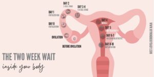 a diagram of the uterus and fertilization of a cell as it turns into a blastocyst during the two week wait